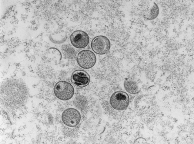 正文图片 正文图片