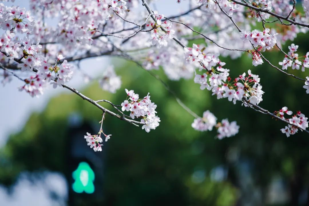 正文图片