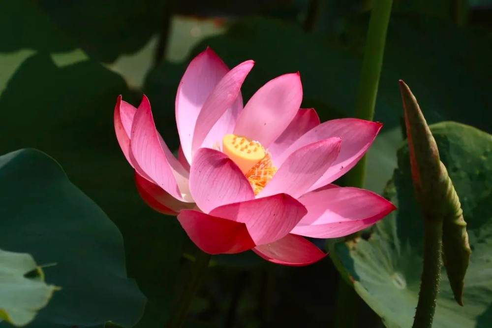 荷花一枝，夏意满塘！