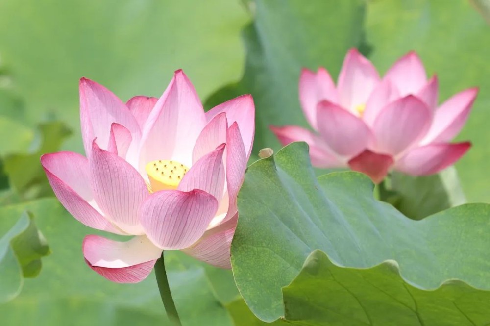 盛花期到来，送你满屏夏日清凉