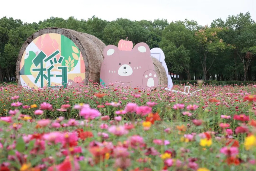 出片率100%！这片秋日限定花海进入最佳...