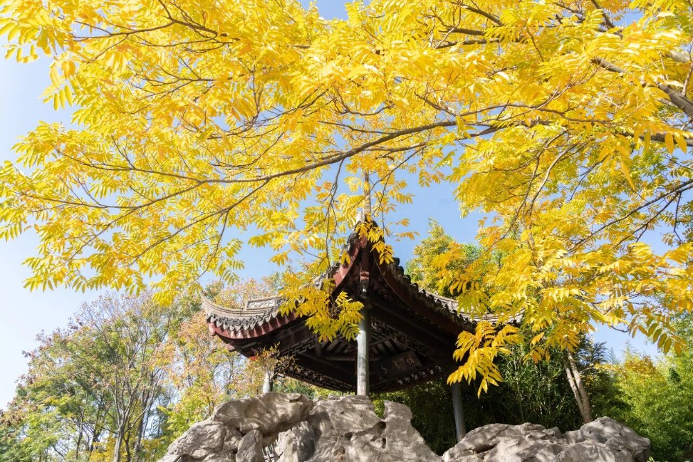 嘉定“秋冬氛围组”已上线！尽在橙黄橘绿红