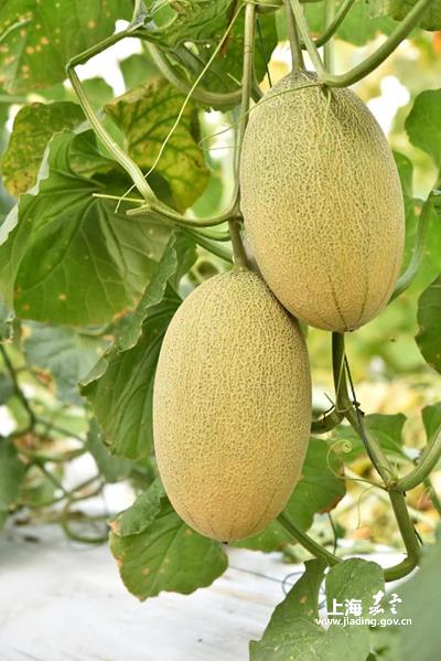 倒计时一周嘉定西甜瓜即将成熟上市多品种轮番登场