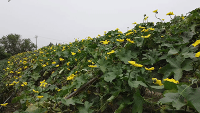 9 10 丝瓜花[00_00_00--00_00_08].gif