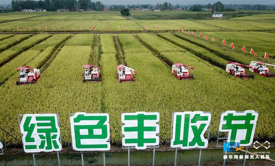 （丰收的味道）（1）江苏盱眙：“虾稻”香里庆丰收