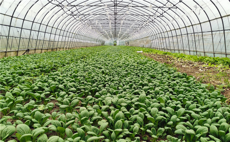 工业区蔬菜大棚 (1).jpg