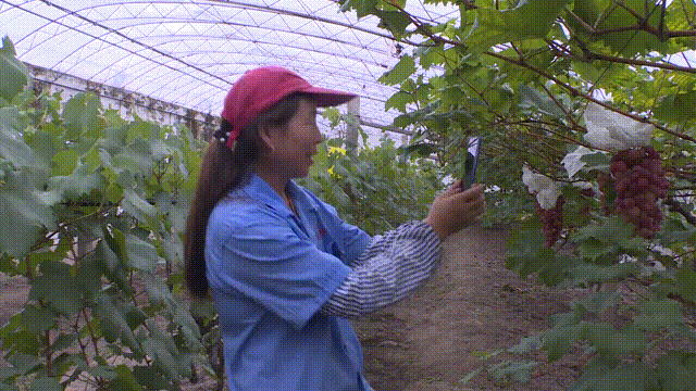 微信图片_20200621162847.gif